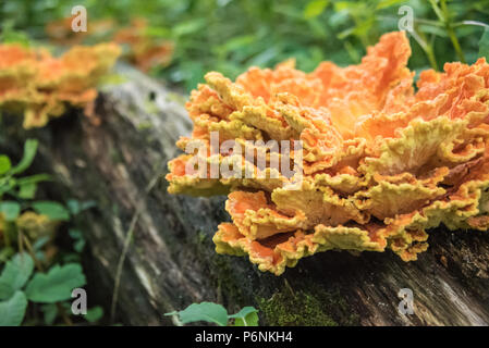 Chicken of the Woods (also known as Chicken Mushroom or Sulpher Shelf) is an edible delicacy in the mushroom family. Stock Photo