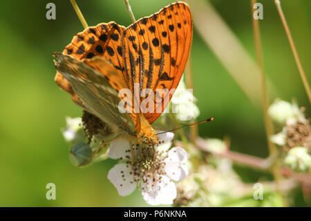 A stunning Silver-washed Fritillary Butterfly (Argynnis paphia) nectaring on a blackberry flower in woodland. Stock Photo