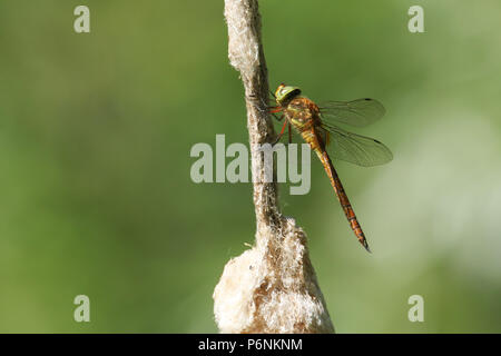 A beautiful Norfolk Hawker Dragonfly (Anaciaeschna isoceles) perching on a bulrush. Stock Photo