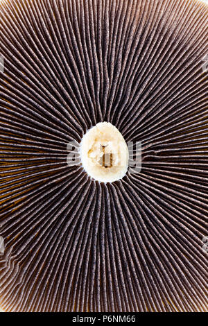 Underside of large flat Portobello mushroom showing gills radiating from central stalk Stock Photo