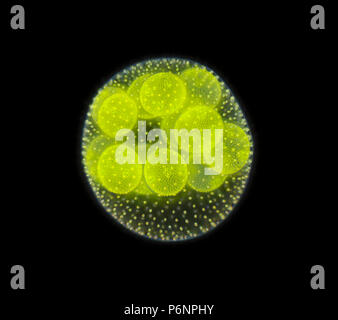 Spherical colony of freshwater green algae (Volvox). Microscopic view, darkfield illumination. Stock Photo