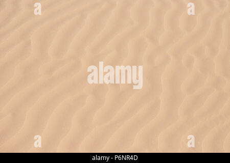 Sand on the beach as background Reptile in a moving barkhan Stock Photo