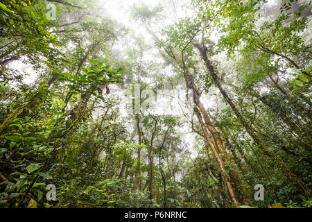 Beautiful and misty understory in the cloudforest of Omar Torrijos National Park (El Cope), Cordillera Central, Cocle province, Republic of Panama. Stock Photo