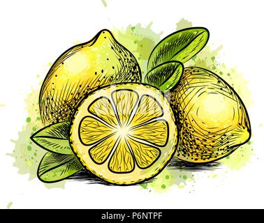 Lemon with leaves from a splash of watercolor Stock Vector