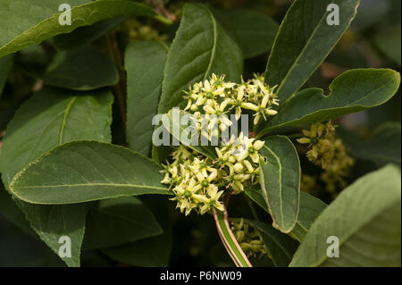 Inconspicuous flowers of multi stemmed Spindle tree, Euonymus phellomanus, Corktree, with unusual winged branches precursor of bright pink fruit Stock Photo