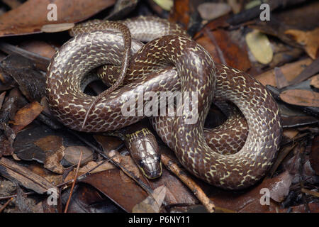 Common wolf snake Lycodon aulicus Stock Photo