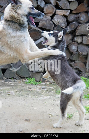 dog and Siberian Husky breed play with each other Stock Photo