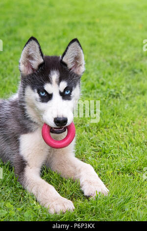 Cute siberian husky puppy play toy on grass. Cute dog Stock Photo - Alamy