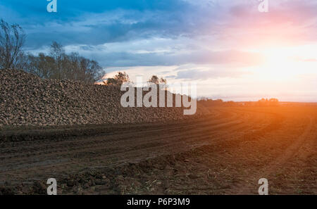 sunset on the sugar field. A close up Stock Photo