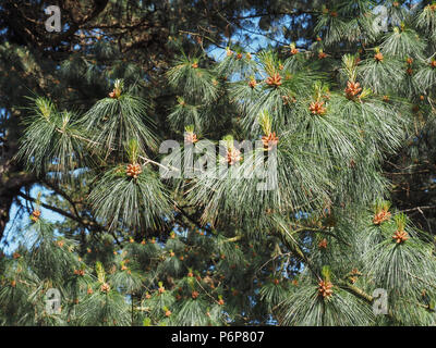 pine (conifer of genus Pinus, family Pinaceae) tree Stock Photo