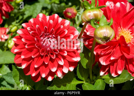 Dahlia Maxi Tampico Stock Photo