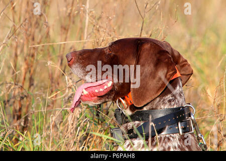Head of German shorthaired pointer Stock Photo