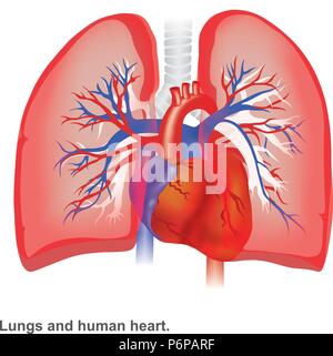Lungs and human heart illustration infographic anatomy. Stock Vector