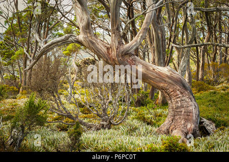 Gnarled Snow Gum in the mountains of Australia's south east. Stock Photo