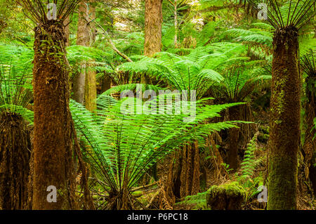 Giant tree ferns in Tasmania's Mount Field National Park. Stock Photo