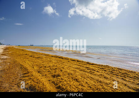 Punta Cana, Dominican Republic - June 17, 2018: sargassum seaweeds on the beaytiful ocean beach in Bavaro, Punta Cana, the result of global warming climate change. Stock Photo