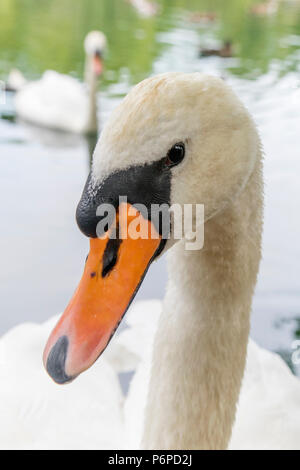 A family of Mute Swans 'Cygnus olor' in a city pool, England, UK Stock Photo
