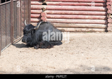 Big black Yak bull with horns in the zoo in the aviary. Stock Photo