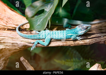 green little lizard sitting on a tree branch. Stock Photo