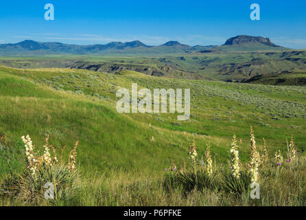 yucca plants in bloom on the prairie hills below round butte near geraldine, montana Stock Photo