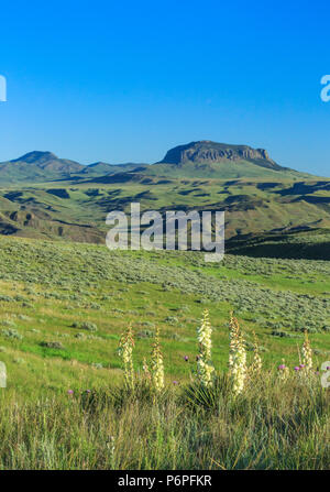 yucca plants in bloom on the prairie hills below round butte near geraldine, montana Stock Photo