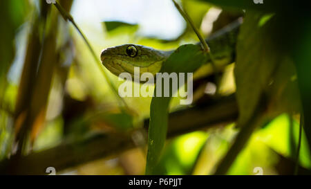 An Angola green snake/ Western Snake waiting on some bamboo for prey. Stock Photo