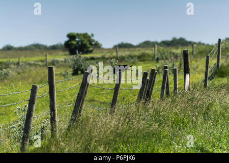 A carrion crow (Corvus corone) perching on a fence post in the Wiltshire Countryside Stock Photo