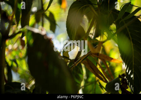 An Angola green snake/ Western Snake waiting on some bamboo for prey. Stock Photo