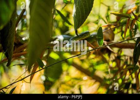 An Angola green snake/ Western Snake waiting on some bamboo for prey. Stock Photo