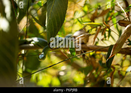 An Angola green snake/ Western Snake waiting on some bamboo for prey. Stock Photo