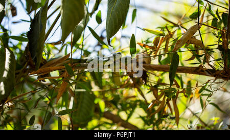 An Angola green snake/ Western Snake waiting on some bamboo for prey. Stock Photo