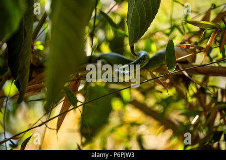 An Angola green snake/ Western Snake waiting on some bamboo for prey. Stock Photo