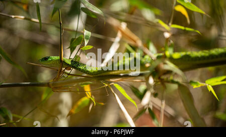 An Angola green snake/ Western Snake waiting on some bamboo for prey. Stock Photo