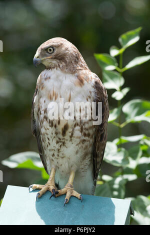 A Red Tail Hawk (Buteo jamaicensis) on the hunt on Cape Cod, Massachusetts, USA Stock Photo