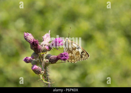 A marbled white butterfly, Melanargia galathea, with wings closed photographed in North Dorset England UK GB Stock Photo
