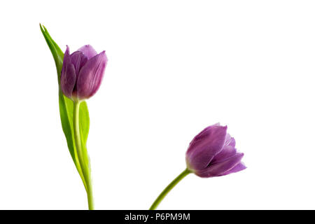 Two purple tulips photographed against a white background Stock Photo