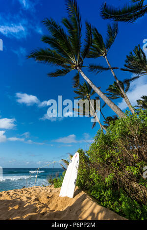 Surf Board leaning up against a tree on Sunset Beach, North Shore of Oahu, Hawaii with surf, sand, and palm trees blowing in the wind Stock Photo