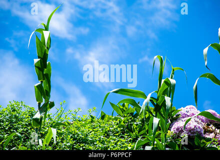 Corn plant on sky background Stock Photo