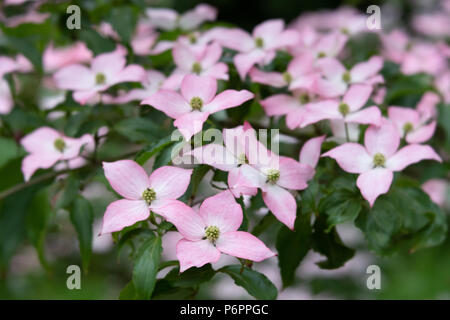 Pink Pacific Dogwood Blooms Stock Photo