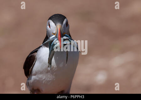 An Atlantic puffin with a bill full of sand eels returns to its burrow to feed its chick. Stock Photo