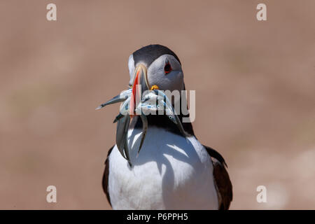 An Atlantic puffin with a bill full of sand eels returns to its burrow to feed its chick. Stock Photo