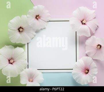 althaea rosea flower with card Stock Photo
