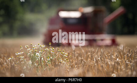 02 July 2018, Germany, Leonberg: A combine harvester driving through a winter barley field in which a bush with field flowers can be seen. Photo: Sebastian Gollnow/dpa Stock Photo