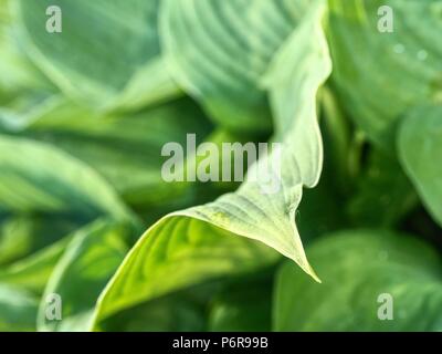 Full frame image of hosta leaves  in detail. Beautiful bright green and ribbed leaves of hosta plant Stock Photo