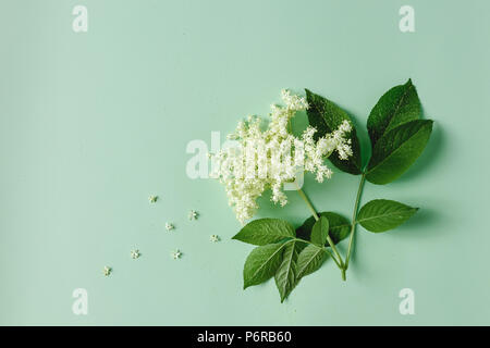 Elderflower blossom flower with leaves on light green background. Stock Photo