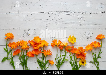 Pot Marigold (Calendula officinalis) on white table Stock Photo