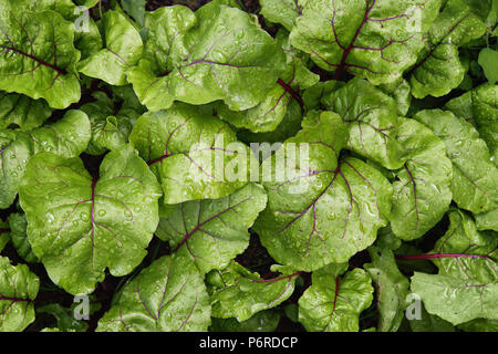 Green young leaves of beetroot growing in garden, close up. Stock Photo
