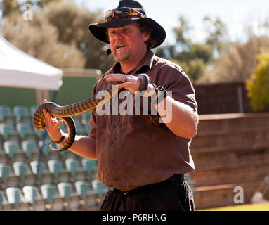 Danny from Red Desert Reptiles, displaying a Woma Python  at Yulara, Northern Territory, Australia Stock Photo