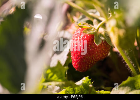 Big red ripe strawberry growth in the garden Stock Photo - Alamy