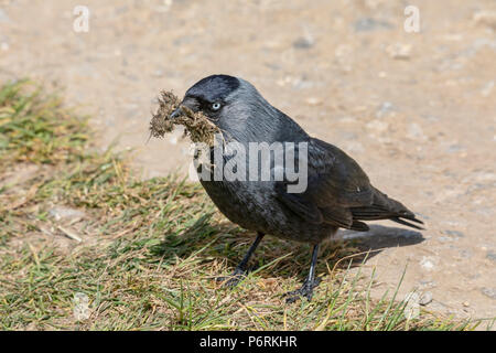 Single Jackdaw on ground gathering material for nest building Stock Photo